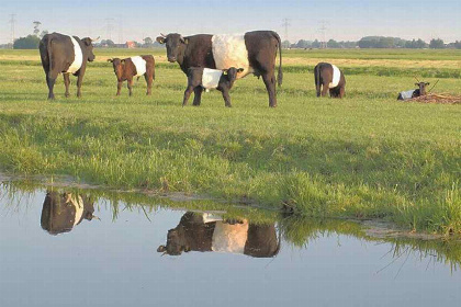 009 Luxe 8 persoons vakantiehuis op het erf van een boerderij vlakbij Rotterdam en Gouda