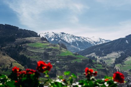 012 Goldhanchen 012 Goldhanchen