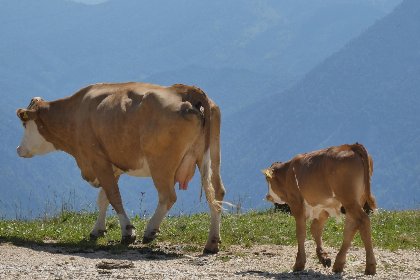 013 Goldhanchen 013 Goldhanchen