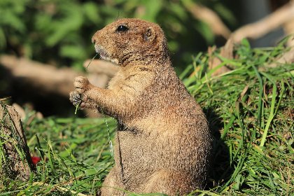 014 Goldhanchen 014 Goldhanchen