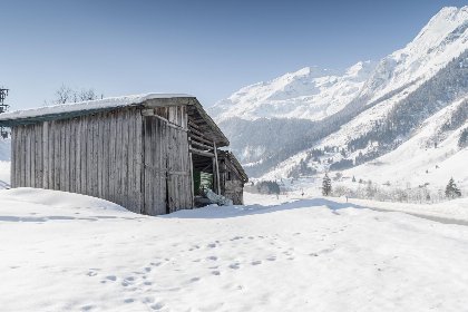 018 Goldhanchen 018 Goldhanchen