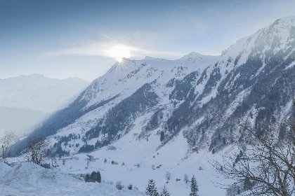 020 Goldhanchen 020 Goldhanchen