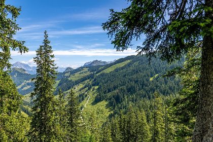 021 Alpensteinbock Saalbach A