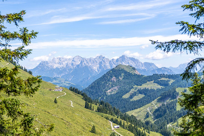 026 Alpensteinbock Saalbach C