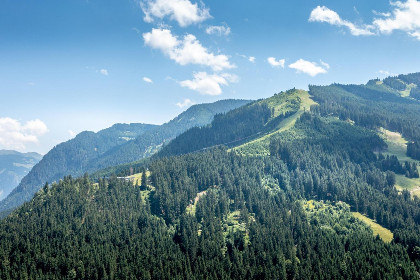 015 Alpensteinbock Saalbach D