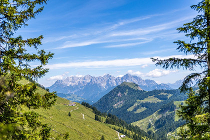 016 Alpensteinbock Saalbach D