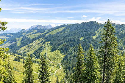 017 Alpensteinbock Saalbach D