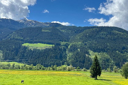 014 11er Kogel