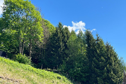 015 11er Kogel