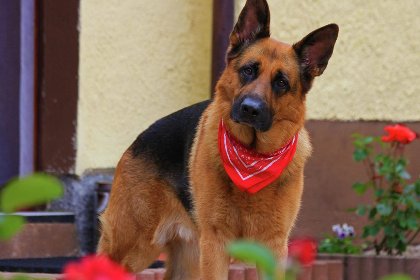 056 Tauernlodge Wagrain Edelweiss 42E