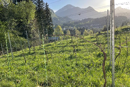 020 Rebenhaus