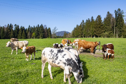 033 Auszeit am Bauernhof