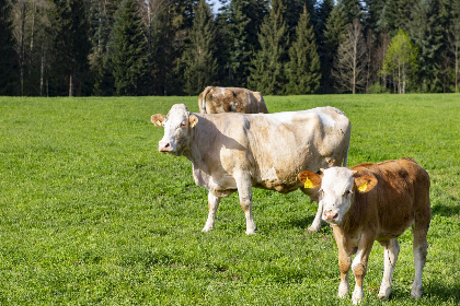 034 Auszeit am Bauernhof