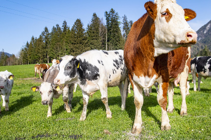 035 Auszeit am Bauernhof