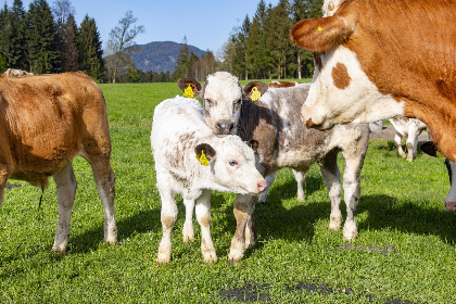 036 Auszeit am Bauernhof