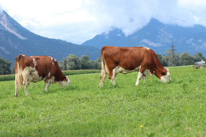 031 Schleicherhof III