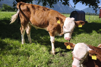 038 Schleicherhof III