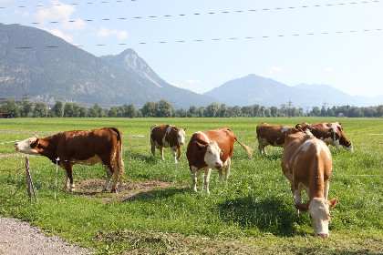 031 Schleicherhof IV