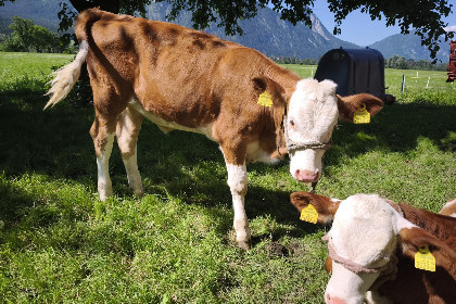 041 Schleicherhof V