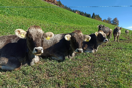 016 Zaustoi