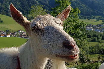 018 Zaustoi
