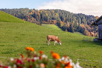 035 Tiroler Bergtraum Top 1 und 2